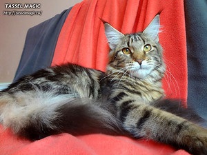 Maine coon canon, cumpara Maine Coon pisoi, poze, Maine Coon rasa, preturi, cat de mult este Maine Coon