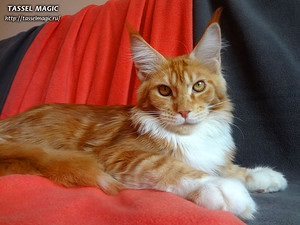 Maine coon canon, cumpara Maine Coon pisoi, poze, Maine Coon rasa, preturi, cat de mult este Maine Coon