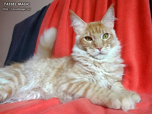 Maine coon canon, cumpara Maine Coon pisoi, poze, Maine Coon rasa, preturi, cat de mult este Maine Coon