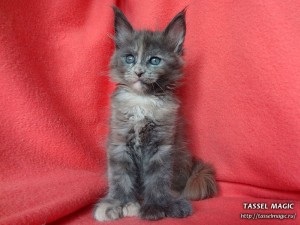 Cattery Maine Coon cica Maine Coon vásárolni, fotó, tenyészteni Maine Coon, ár, mennyibe kerül, Maine Coon