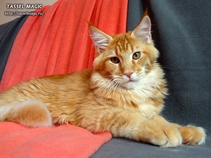 Maine coon canon, cumpara Maine Coon pisoi, poze, Maine Coon rasa, preturi, cat de mult este Maine Coon