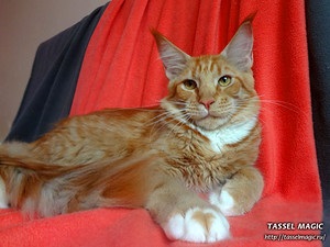 Maine coon canon, cumpara Maine Coon pisoi, poze, Maine Coon rasa, preturi, cat de mult este Maine Coon