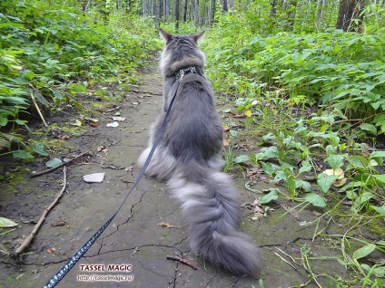 Cattery Maine Coon cica Maine Coon vásárolni, fotó, tenyészteni Maine Coon, ár, mennyibe kerül, Maine Coon