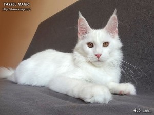 Maine coon canon, cumpara Maine Coon pisoi, poze, Maine Coon rasa, preturi, cat de mult este Maine Coon