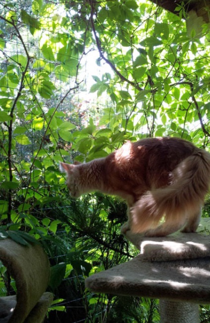 Maine Coon Cattery 