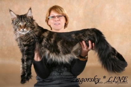 Maine Coon Cattery 