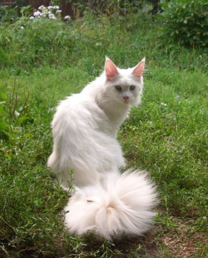 Maine Coon Cattery 