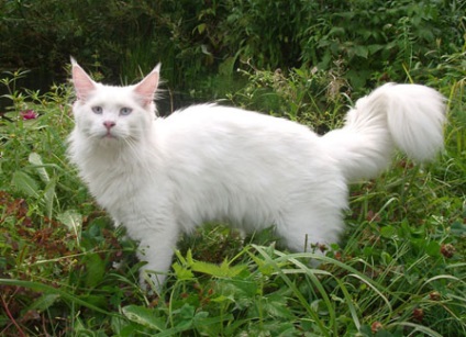 Maine Coon Cattery 