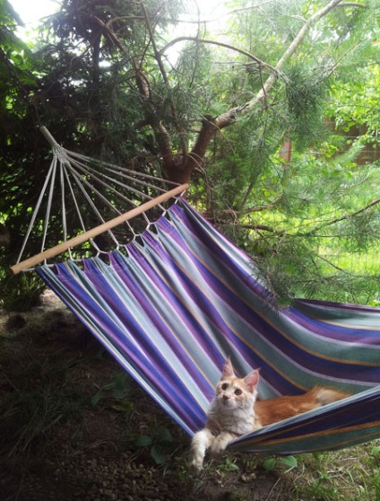 Maine Coon Cattery 