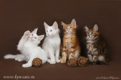 Maine Coon Cattery 