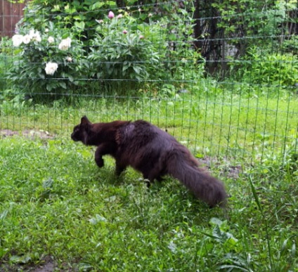 Maine Coon Cattery 