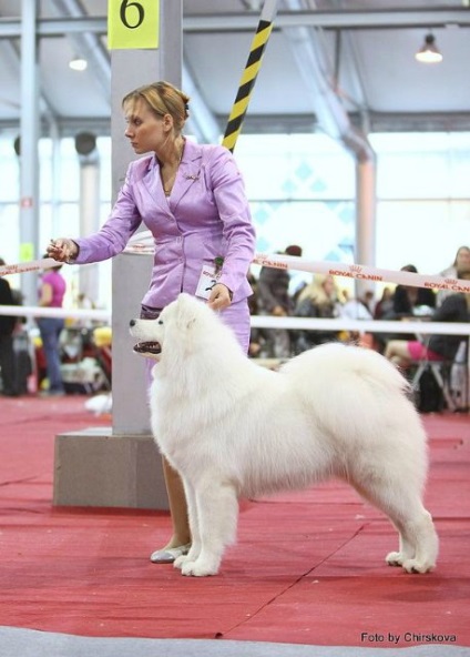 Kennel Samoyed câinele meu maiestate