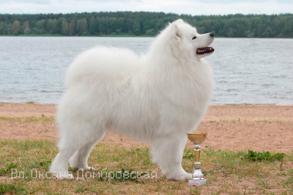 Kennel Samoyed câinele meu maiestate