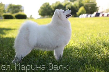 Kennel Samoyed câinele meu maiestate