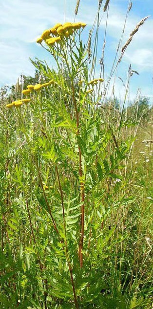 Tansy - proprietăți, tratament, rețete, aplicare