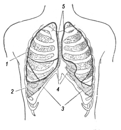 Pleura »carte de referință medicală