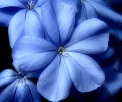 Plumbago (plumb) îngrijire, reproducere, transplant