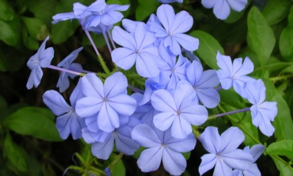 Plumbago (porc) îngrijire la domiciliu și fotografii