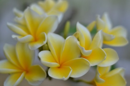 Плюмерія або франжипани, чарівні квіти моєму житті, блог життя з мрією!