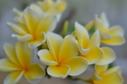 Plumeria sau frangipani, florile magice din viața mea, viața blogului cu un vis!