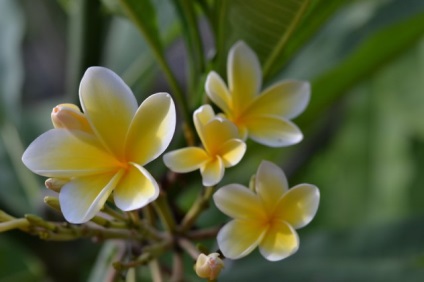 Plumeria sau frangipani, florile magice din viața mea, viața blogului cu un vis!