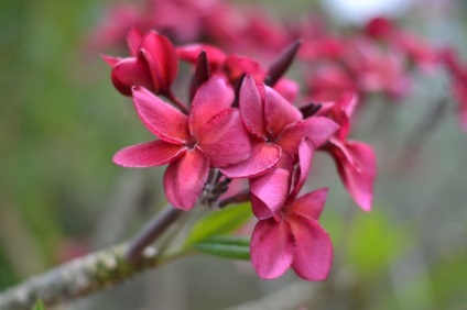 Plumeria sau frangipani, florile magice din viața mea, viața blogului cu un vis!