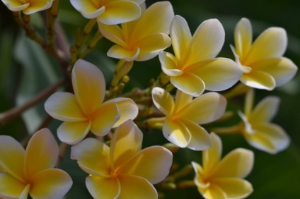 Plumeria sau frangipani, florile magice din viața mea, viața blogului cu un vis!