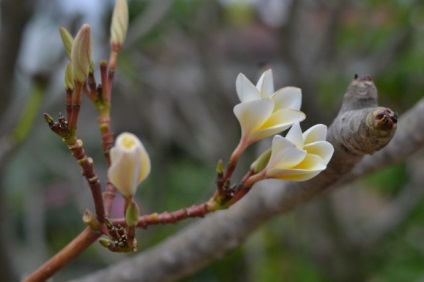Plumeria sau frangipani, florile magice din viața mea, viața blogului cu un vis!