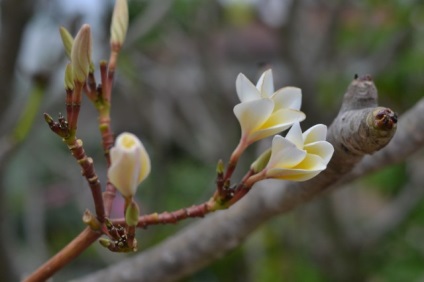 Plumeria vagy frangipani, mágikus virágok életem, az élet egy blog egy álom! (Life) Plumeria vagy frangipani, mágikus virágok életem, az élet egy blog egy álom!