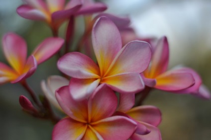 Плюмерія або франжипани, чарівні квіти моєму житті, блог життя з мрією!