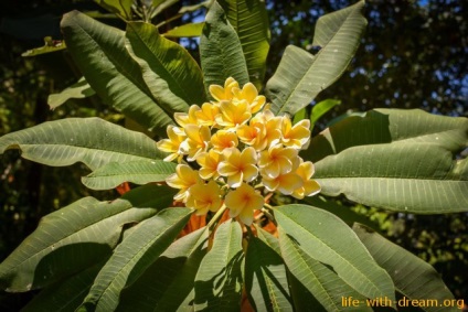 Plumeria sau frangipani, florile magice din viața mea, viața blogului cu un vis!