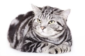 Чому британські кішки сплять на спині, котячий помічник