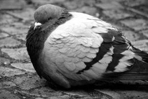 De ce nu puteți hrăni păsările sălbatice cu pâine