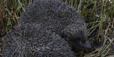 Чому гинуть їжаки відповіді експертів