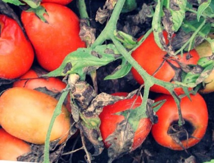Чому гниють помідори на кущах, дачасадовода