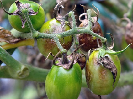 De ce tomatele putrezesc pe tufișuri, dachasadovoda
