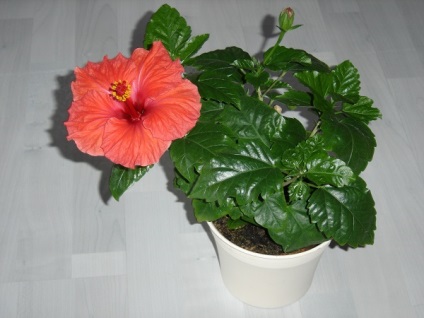 De ce nu floare de hibiscus în casă