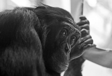 De ce nu toate maimuțele au devenit oameni, despre tot, u-news