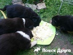 Чому вовки нападають на собак, хеппідогс