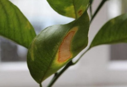 Чому жовтіє листя у кімнатних рослин причини