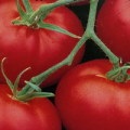 Чому жирують помідори в теплиці і на відкритому грунті і що робити