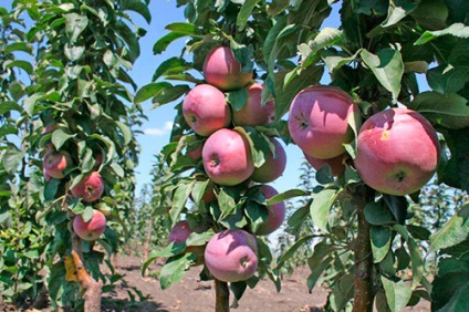 Підготовка колонних яблунь до зимівлі - секрети садівників