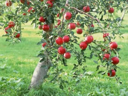 Pregătirea mărului pentru iarnă în Siberia, precum și când să se acopere, măsurile de protecție împotriva rozătoarelor, cum să se pregătească