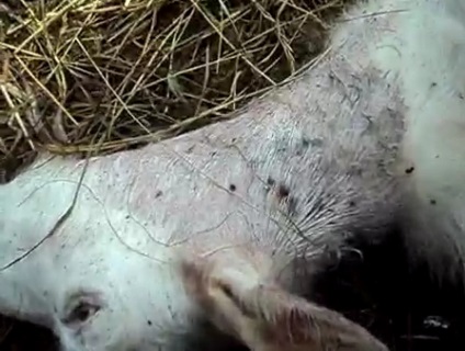 Sub animalul necunoscut din Novosibirsk au fost ucise două capre, axa lumii