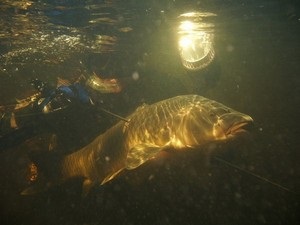 Підводне полювання на сазана відео, фото