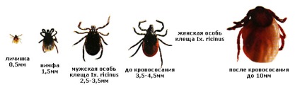 Корисна інформація про кліщовий небезпеки