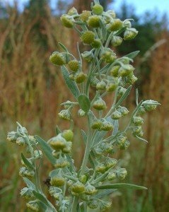 Sagebrush, fekete üröm és azok terápiás tulajdonságok (fekete üröm) Üröm, fekete üröm és azok terápiás tulajdonságokkal