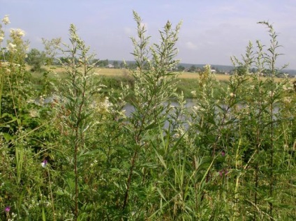 Artemisia vulgaris (fekete üröm) gyógyító, előnyös tulajdonságait, és ellenjavallatok alkalmazása