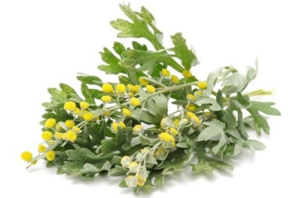 Artemisia vulgaris (cernobilnik), medicamente, proprietăți utile și contraindicații, aplicare