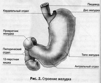 Повна і неповна кишкова метаплазія причини виникнення, симптоми, діагностика, лікування та